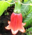Bicacaro